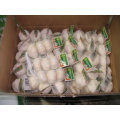 2016 New Crop Garlic for USA